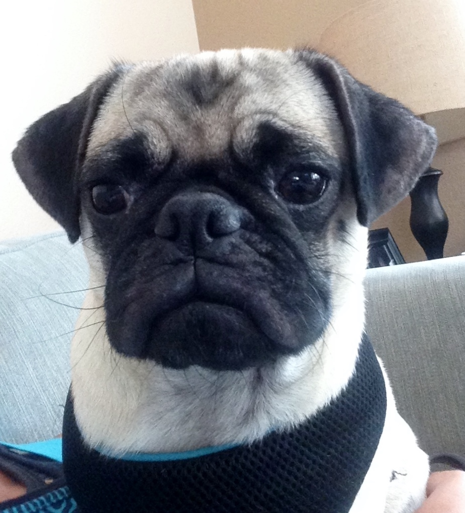 Mugsy the Pug