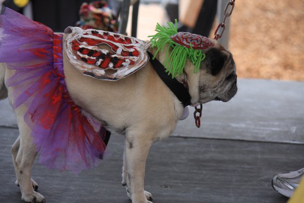 img_4849_34456115496_o