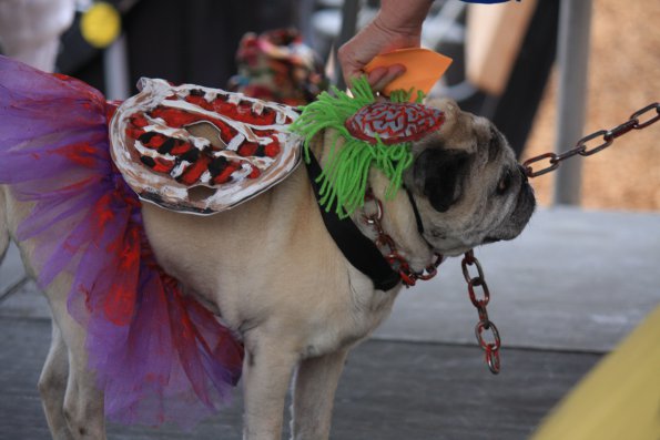 img_4850_33655011454_o