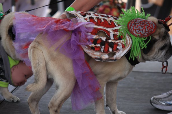 img_4851_33655009874_o