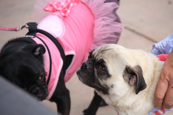 img_4853_34456107786_o