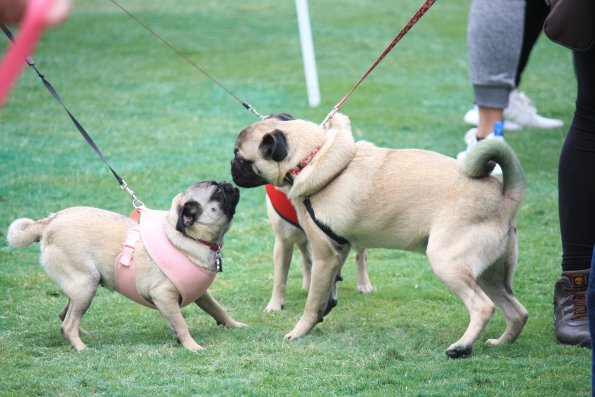 img_4854_34497233745_o