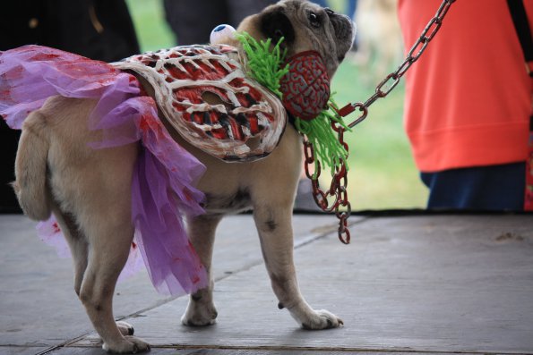 img_4855_34497232895_o