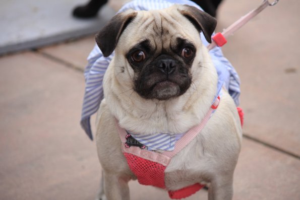 img_4858_34497230215_o