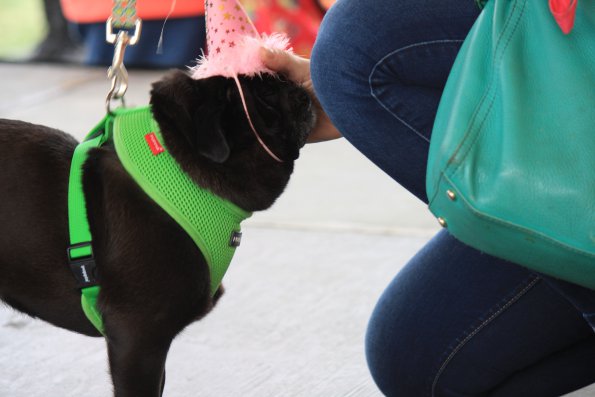 img_4865_33687304593_o