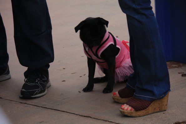 img_4871_33687296113_o