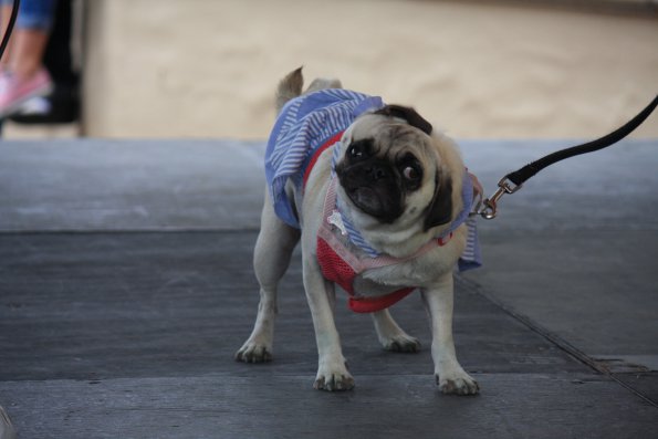 img_4873_33687292803_o