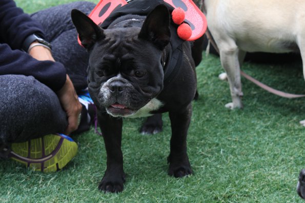 img_4888_34112076860_o