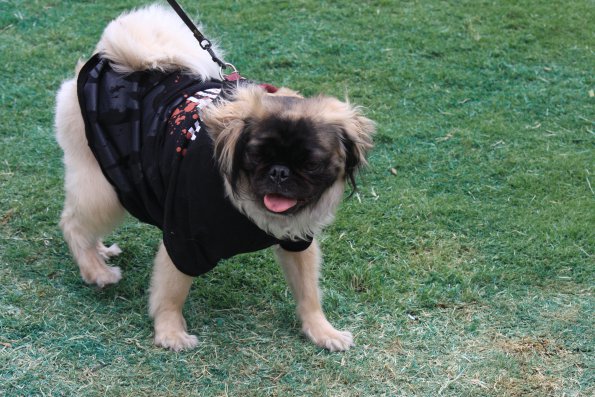 img_4890_34112073140_o