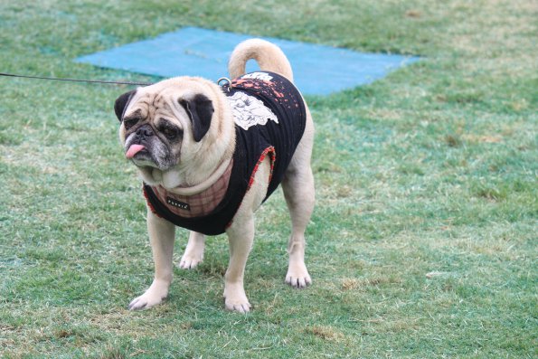 img_4891_34366876801_o