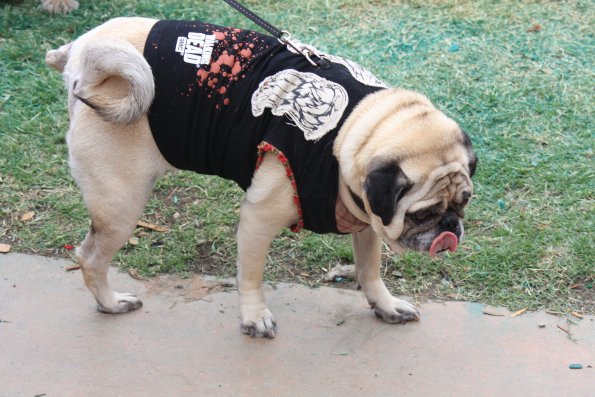 img_4894_34112067120_o