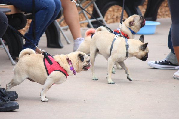 img_4897_34366868241_o