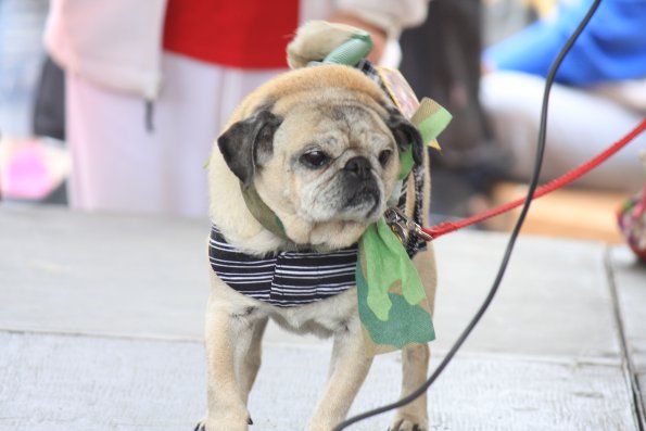 img_4899_34366865331_o