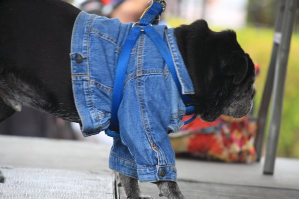 img_4903_34366861271_o