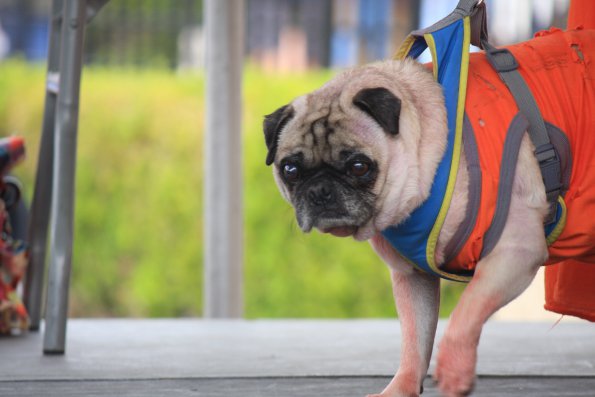 img_4906_33654942514_o