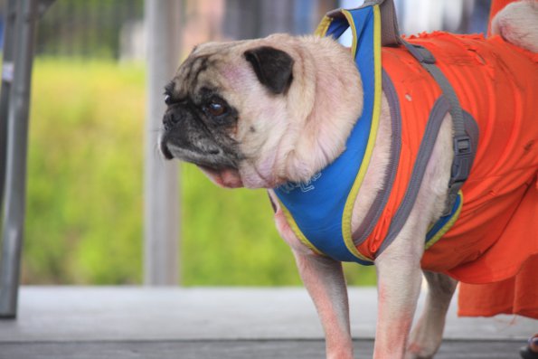 img_4907_34456058946_o