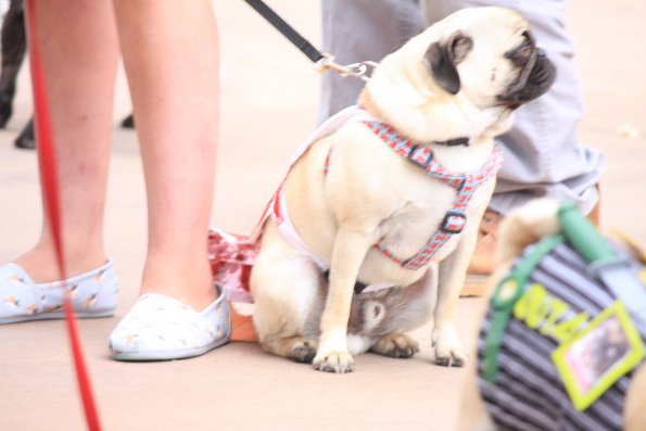 img_4908_34112043490_o