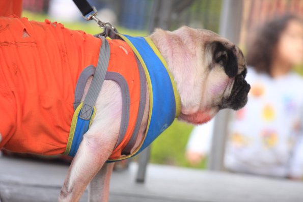 img_4909_33687259363_o