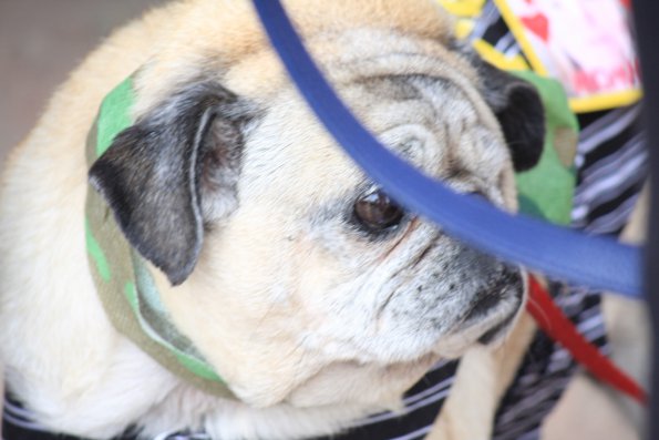 img_4910_33687258033_o