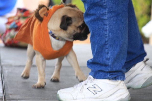 img_4911_34112039600_o