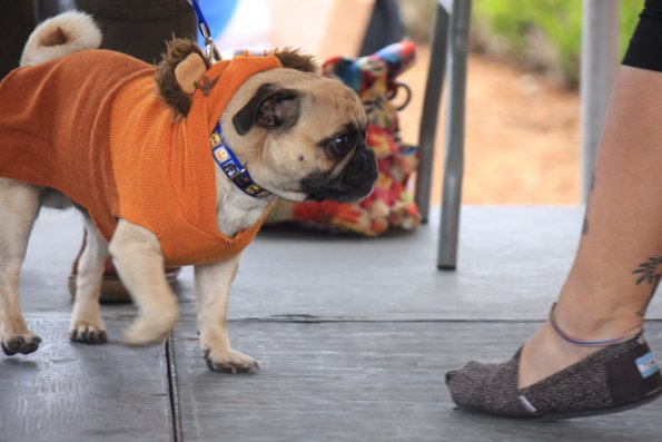 img_4913_34336913362_o