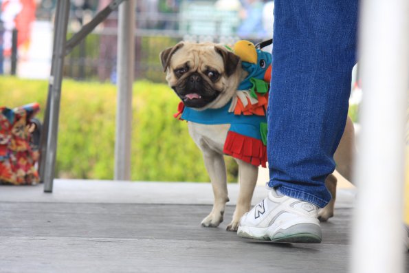 img_4915_34112035740_o