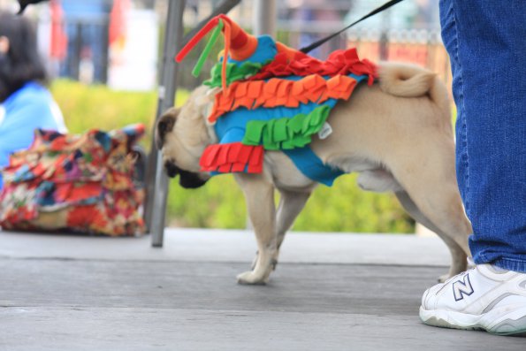 img_4916_34336879432_o