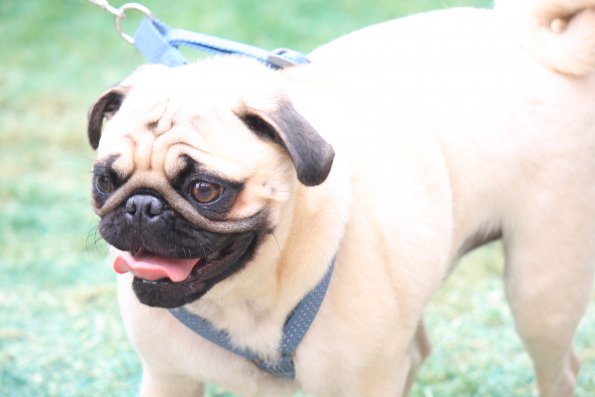 img_4919_34336909132_o