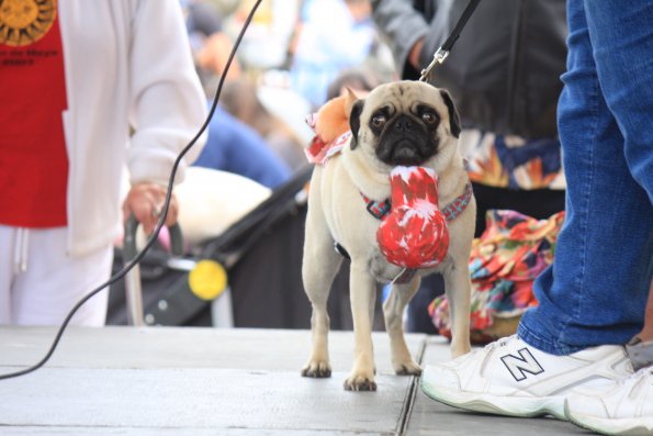 img_4922_34456037006_o