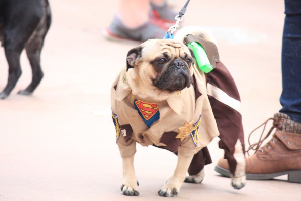 img_4923_34497188425_o