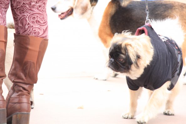 img_4927_34497184785_o