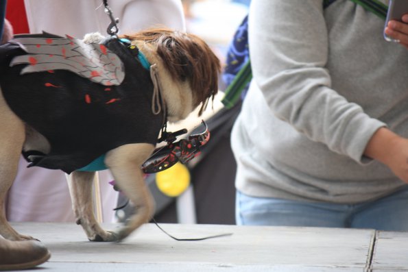 img_4930_34497179475_o