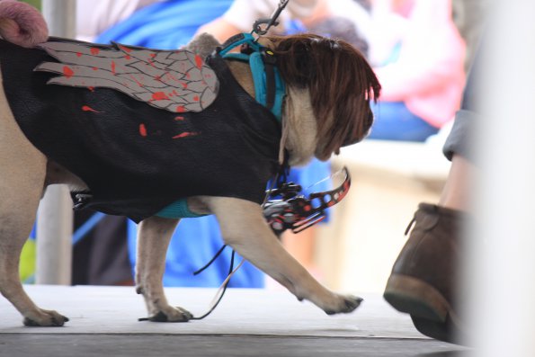 img_4932_34111998990_o