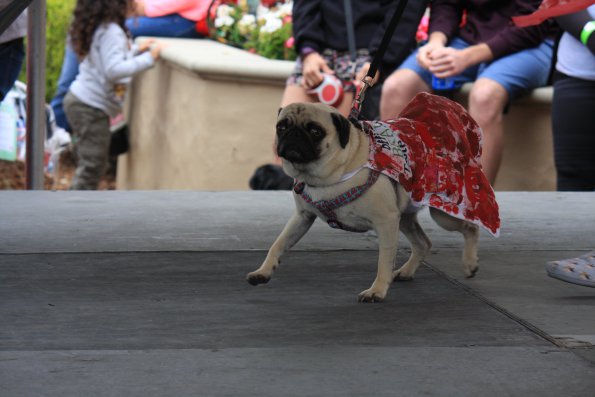 img_4942_33654906344_o