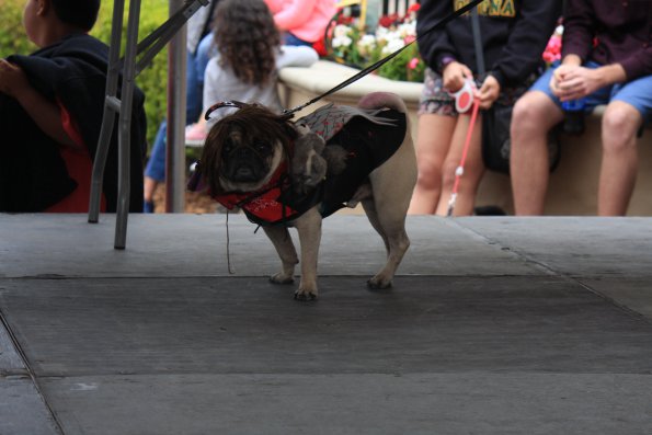 img_4943_34456018236_o