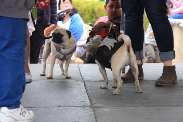 img_4944_33654902874_o