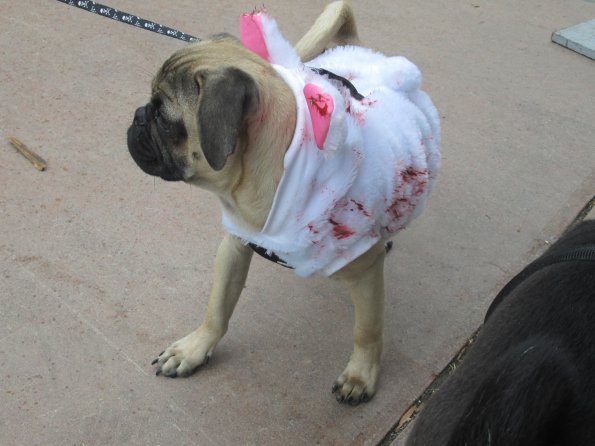 img_4951_33687229433_o