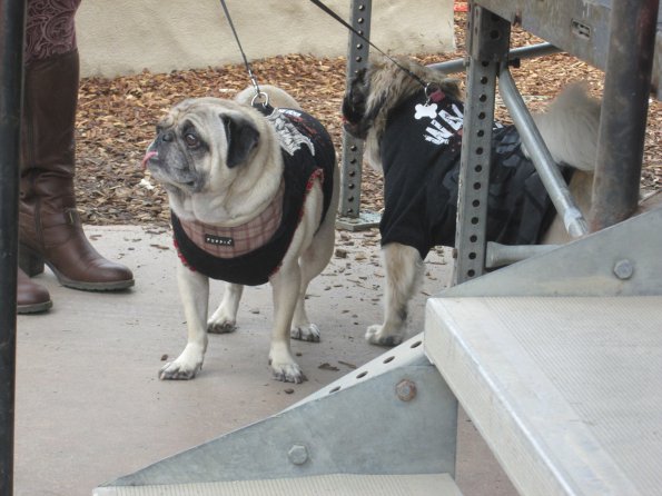 img_4952_34497160015_o