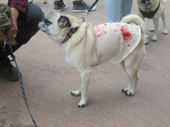 img_4953_33654894704_o