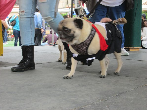 img_4954_33654892304_o