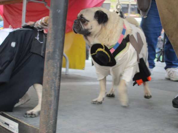 img_4955_34336876682_o