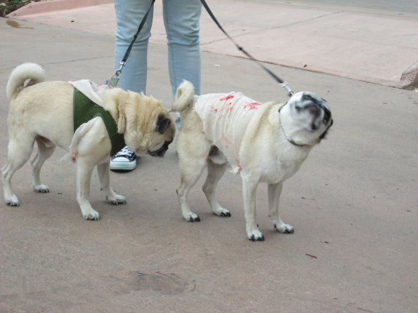 img_4956_33654890144_o