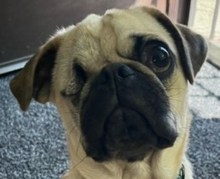 Pumers Dogs Boomer the Pug