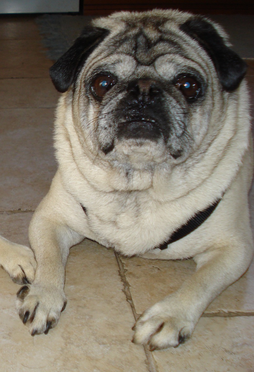 Simcha the Pug